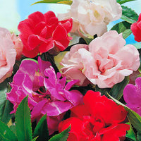 Balsamine ‘Camellia Flowered’ Gemischt