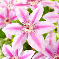 Waldrebe Clematis 'Nelly Moser' rosa-weiβ