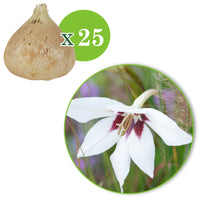 25x Gladiole Acidanthera murielae weiβ