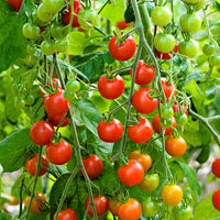 Kirschtomate Solanum 'Supersweet 100 F1' 5 m² - Gemüsesamen