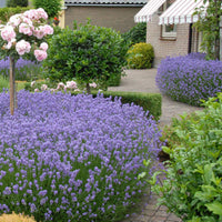 6x Lavendel Lavandula 'Hidcote', lila - Winterhart
