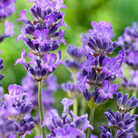 6x Lavendel Lavandula 'Hidcote', lila - Winterhart