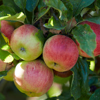 Apfelbaum Malus 'Goudreinette' - Winterhart