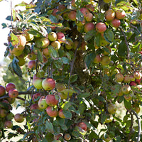 Apfelbaum Malus 'Goudreinette' - Winterhart