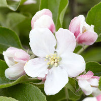 Apfelbaum Malus 'Elstar' Weiß-Rot - Bio - Winterhart