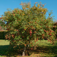 Apfelbaum Malus 'Jonagold' - Winterhart