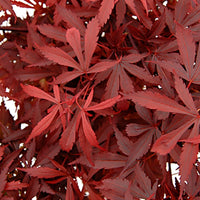 Japanischer Ahorn Acer 'Atropurpureum' grün-rot - Winterhart