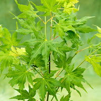 Japanischer Ahorn Acer 'Going Green' grün - Winterhart