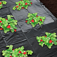 Nature Anzuchtfolie für Erdbeeren Schwarz