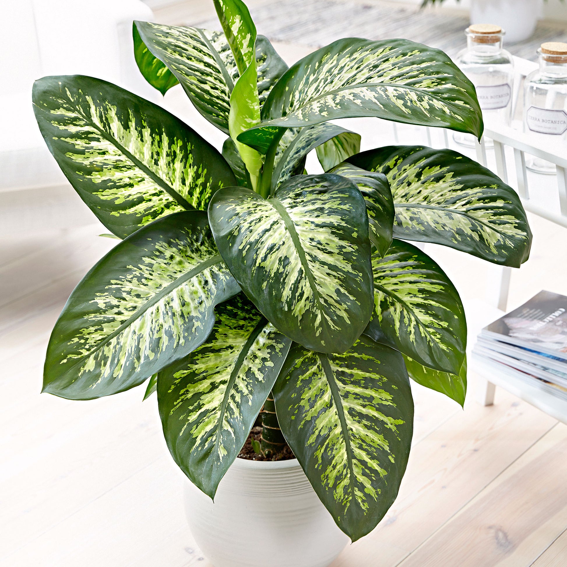 dieffenbachia größe Kaufen Sie jetzt Zimmerpflanze Dieffenbachia 'Tropic Snow' XL
