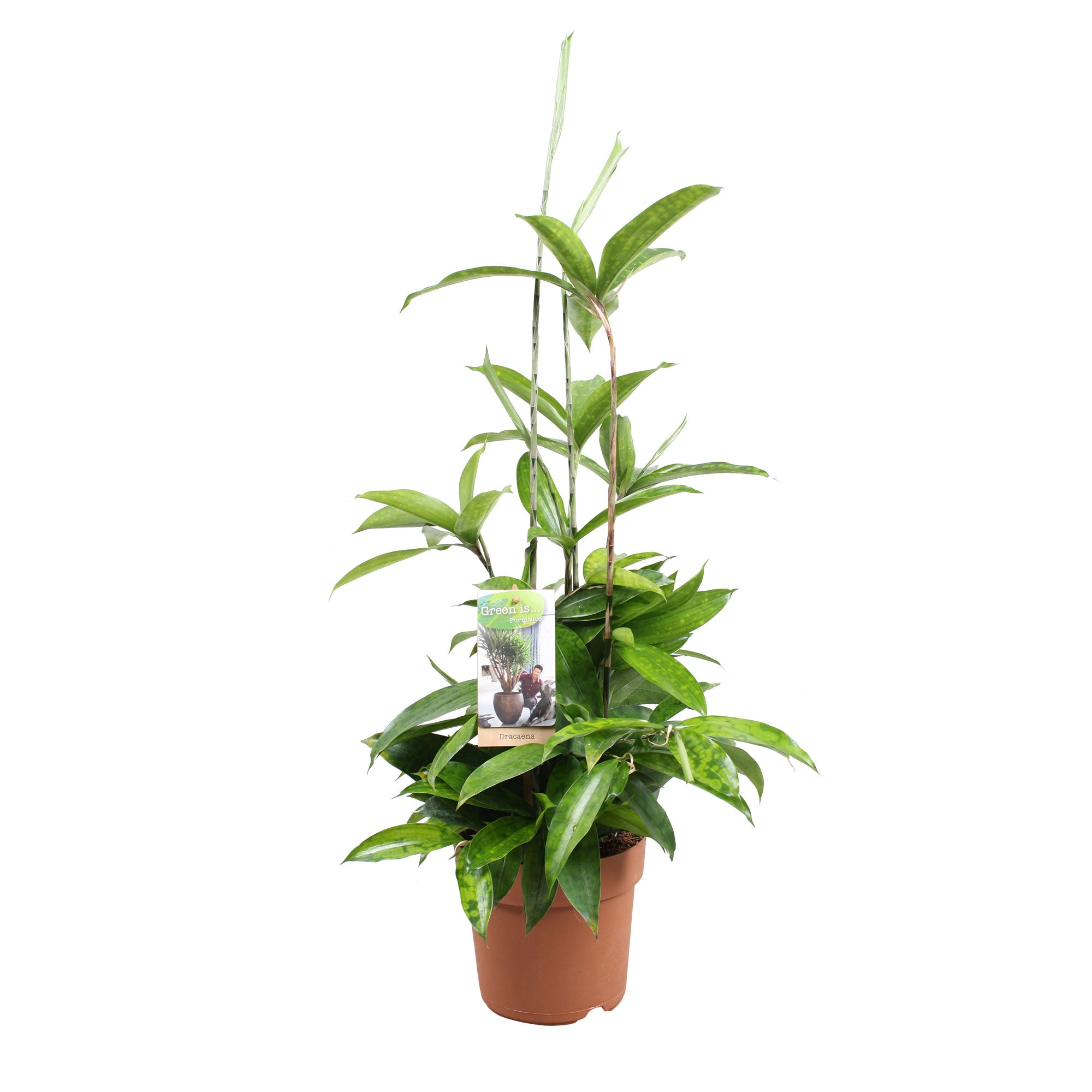 Kaufen Sie jetzt Zimmerpflanze Drachenblutbaum Dracaena surculosa