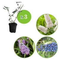 3x Schmetterlingsflieder Buddleja 'Lilac Turtle' + 'White Swan' + 'Blue Sarah' blau-lila-weiβ 'Tricolor' - Winterhart