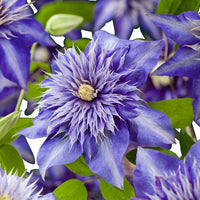 Clematis 'Multi Blue' blau - Winterhart