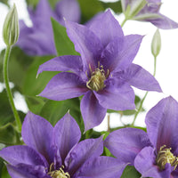 Clematis 'Olympia' violett inkl. Stange - Winterhart