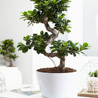 Bonsai Ficus 'Ginseng' S-Form