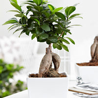 Bonsai Ficus 'Ginseng' inkl. Ziertopf, weiß