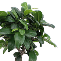 Bonsai Ficus 'Ginseng' inkl. Ziertopf, weiß