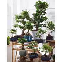 Bonsai Ficus 'Ginseng' S-Form XL inkl. Ziertopf, weiß