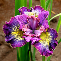 3x Sibirische Iris 'How Audacious' lila-weiβ-gelb - Wurzelnackte Pflanzen - Winterhart