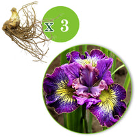 3x Sibirische Iris 'How Audacious' lila-weiβ-gelb - Wurzelnackte Pflanzen - Winterhart