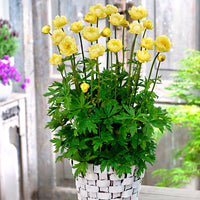 3x Trollblume Trollius 'Lemon Bells' gelb - Wurzelnackte Pflanzen - Winterhart