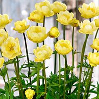 3x Trollblume Trollius 'Lemon Bells' gelb - Wurzelnackte Pflanzen - Winterhart