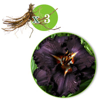3x Lilie Hemerocallis 'Black Magic' lila - Wurzelnackte Pflanzen - Winterhart