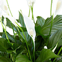 Einblatt Spathiphyllum 'Pearl Cupido' Weiß inkl. Dekotopf