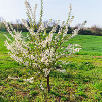 Zwerg-Kirschbaum Prunus 'Musketiers Athos'® - Winterhart