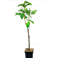 Säulenförmiger Kirschbaum Prunus ‘Sylvia‘ - Säulenobst winterhart - Winterhart