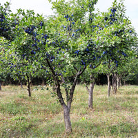 Pflaumenbaum Prunus 'Valor' Lila - Winterhart