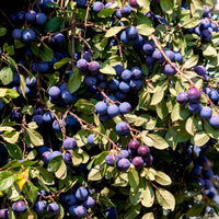 Pflaumenbaum Prunus 'Valor' Lila - Winterhart