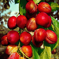 Pflaumenbaum Prunus ‘Victoria‘ - Winterhart