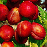 Pflaumenbaum Prunus ‘Victoria‘ - Winterhart