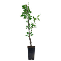 Pflaumenbaum Prunus ‘Victoria‘ - Winterhart