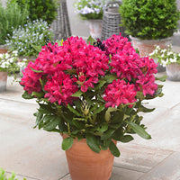 Rhododendron 'Nova Zembla' rosa - Winterhart