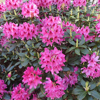 Rhododendron 'Nova Zembla' rosa - Winterhart