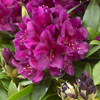 Rhododendron 'Polarnacht' lila - Winterhart