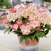 Rhododendron 'Percy Wiseman' Rosa-Gelb-Weiß - Winterhart