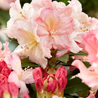 Rhododendron 'Percy Wiseman' Rosa-Gelb-Weiß - Winterhart