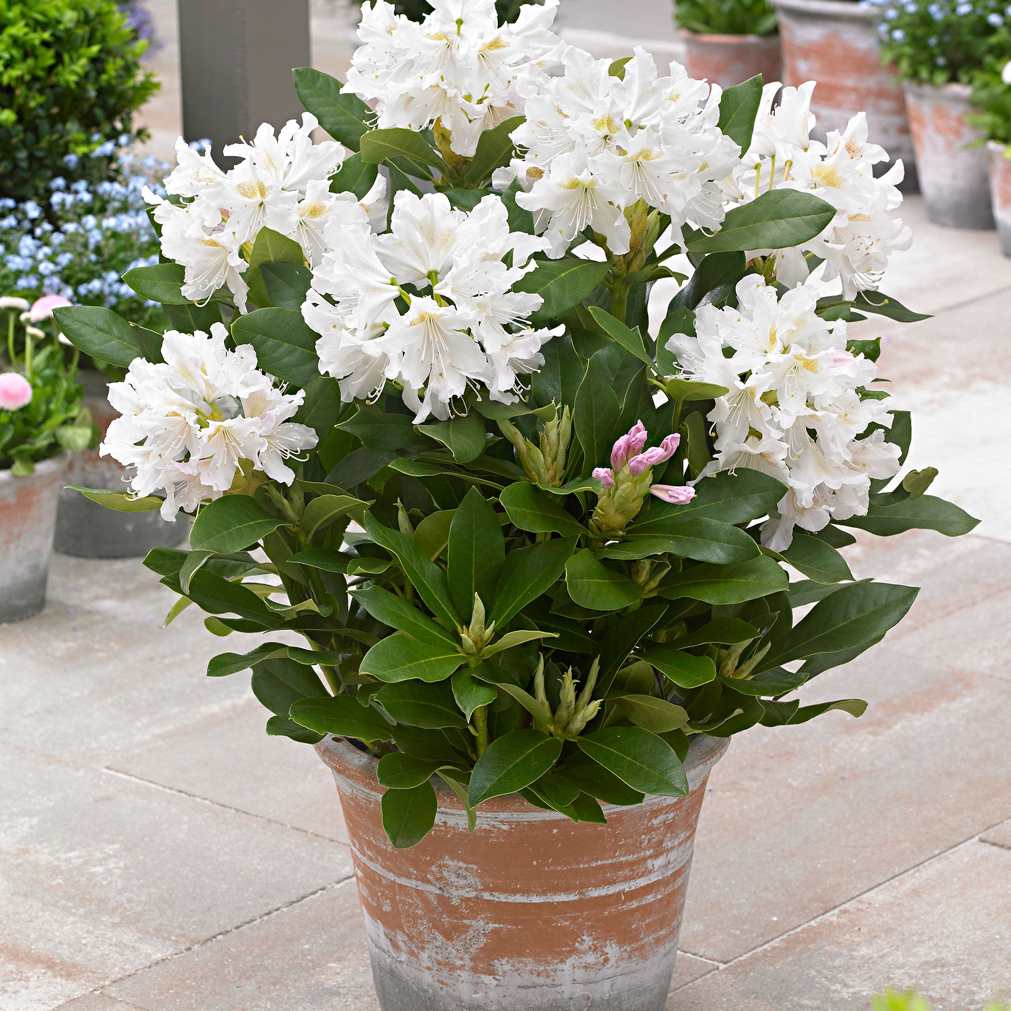 Kaufen Sie jetzt Zierstrauch Rhododendron 'Cunningham's White