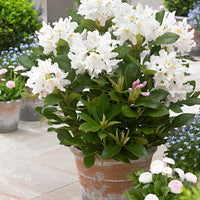 Rhododendron 'Cunningham's White' weiβ - Winterhart