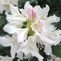 Rhododendron 'Cunningham's White' weiβ - Winterhart