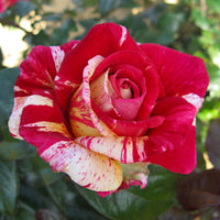 3x großblütige Rose  Rosa 'Broceliande'® Rot-Creme  - Wurzelnackte Pflanzen - Winterhart