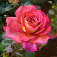 3x großblütige Rose  Rosa 'Parfum de Grasse'® Rosa-Gelb  - Wurzelnackte Pflanzen - Winterhart