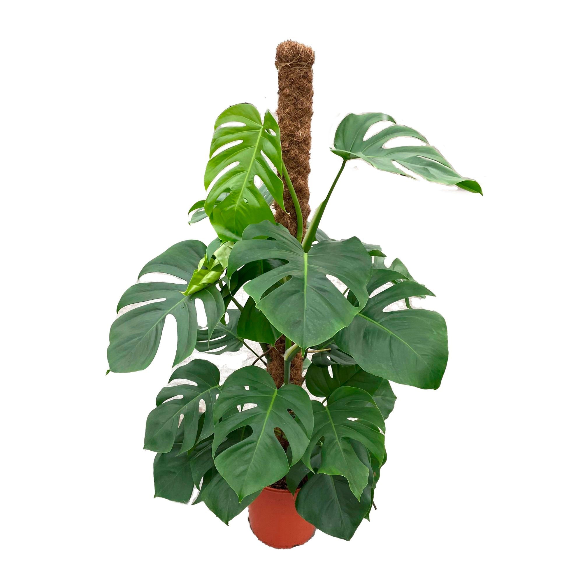Kaufen Sie jetzt Zimmerpflanze Fensterblatt Monstera pertusum XL grün inkl.  Moosstock