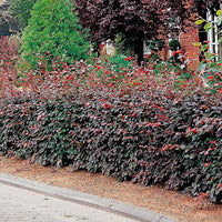 6x Buchenhecke Fagus 'Atropurpurea' rot - Wurzelnackte Pflanzen - Winterhart