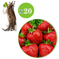 10x Erdbeere Fragaria 'Elsanta' rot - Wurzelnackte Pflanzen