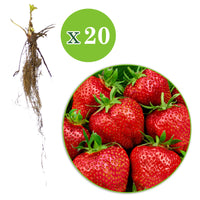 10x Erdbeere Fragaria 'Gigantella Maxim' rot - Wurzelnackte Pflanzen