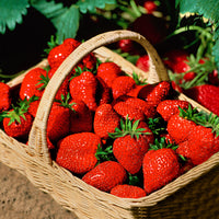 10x Erdbeere Fragaria 'Ostara' rot - Wurzelnackte Pflanzen